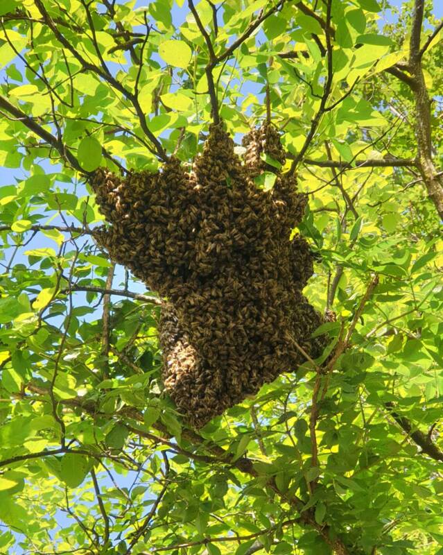 Bienenschwarm im Baum